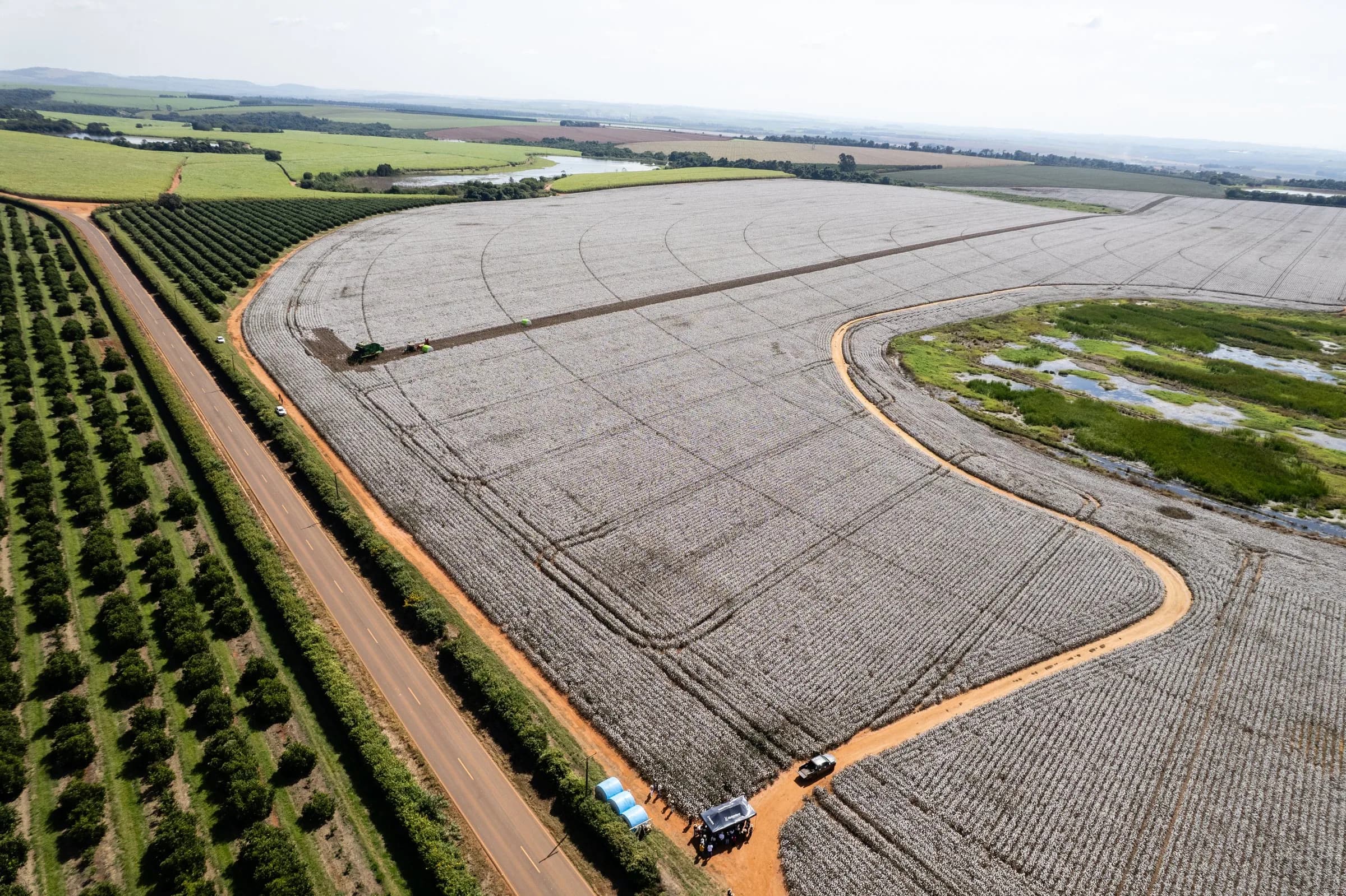 Vista aérea de um algodoal branco de capulhos, com a estrada de terra contornando o talhão e um pomar ao lado