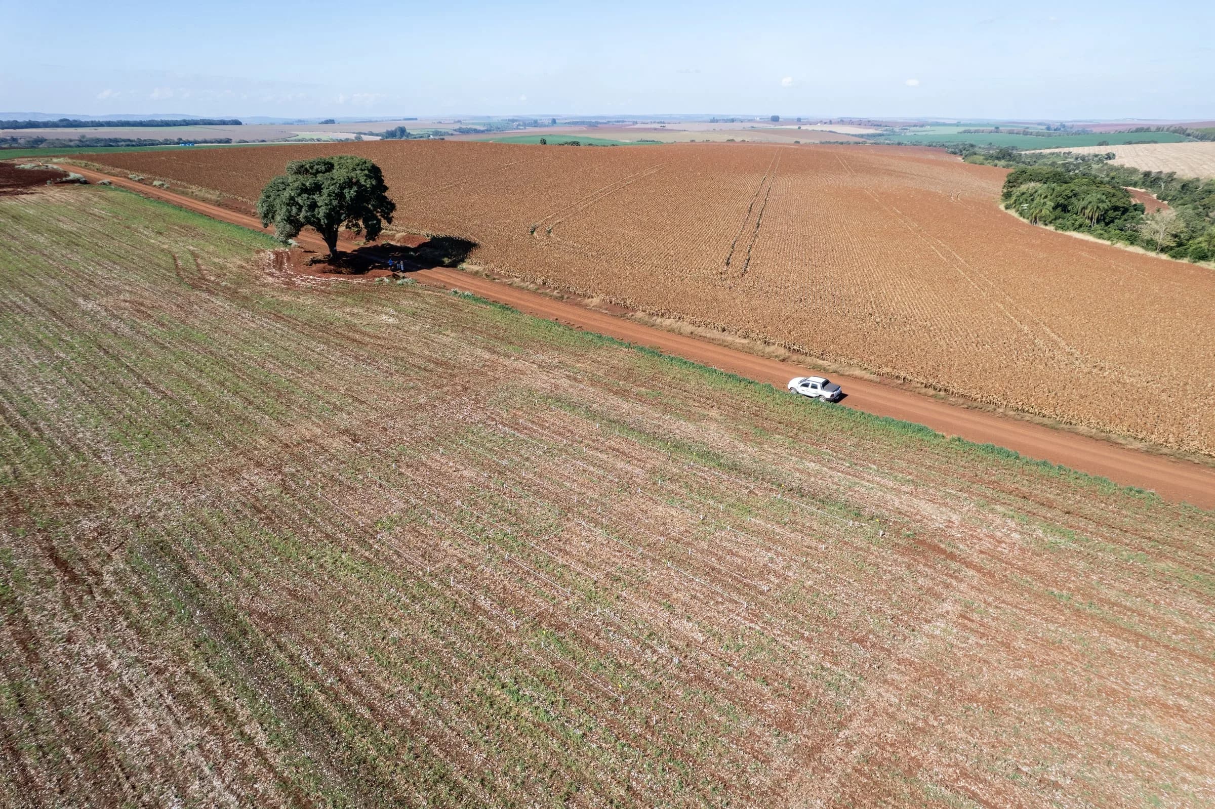 Vista aérea de talhões em diferentes estágios, com uma árvore isolada no meio da lavoura