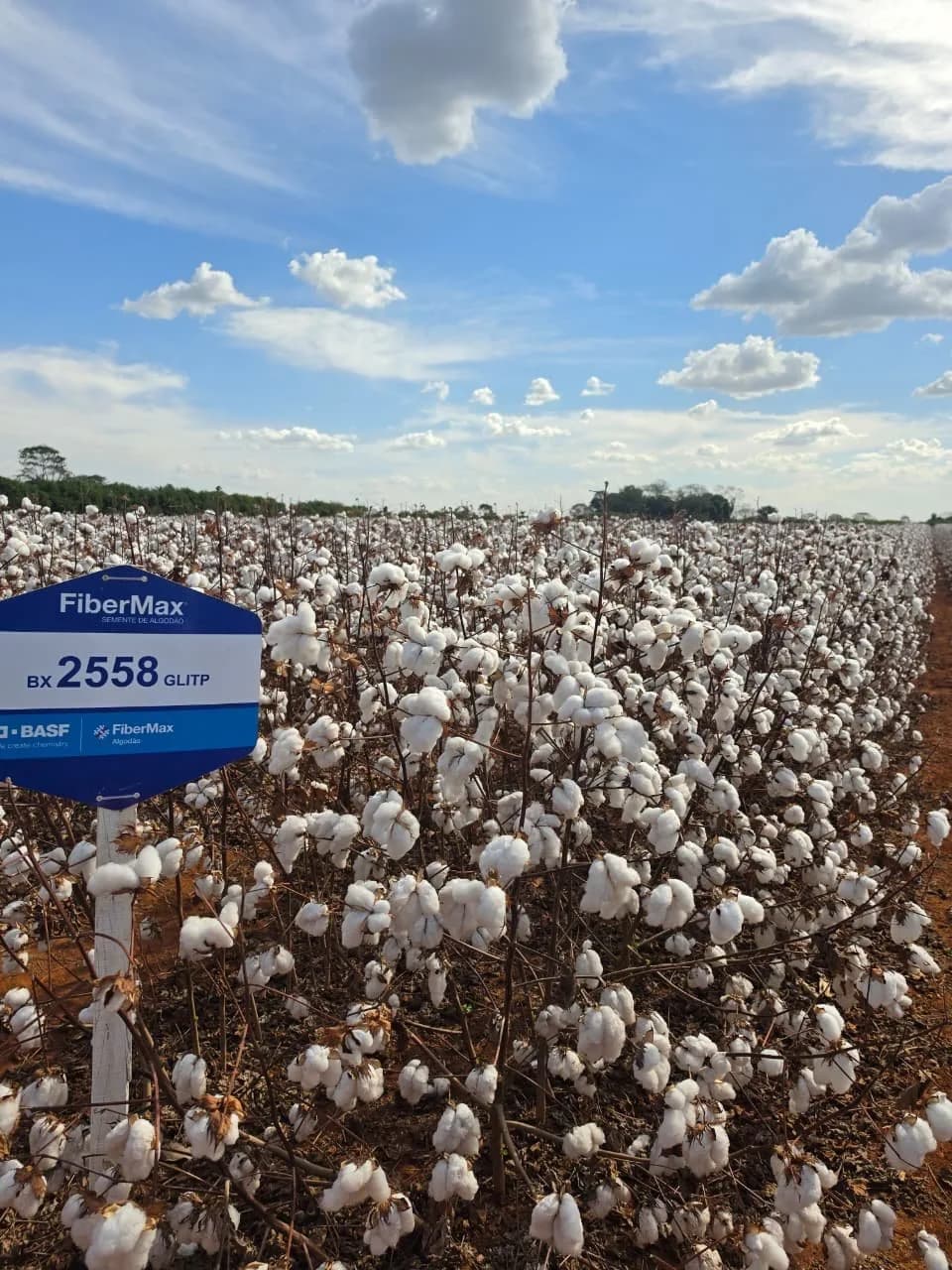 Algodoal carregado de capulhos, com placa de identificação da cultivar
