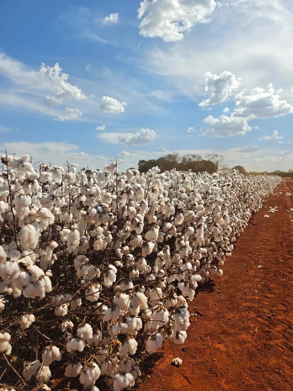 Linhas de algodoal em solo vermelho, com capulhos abertos e céu de nuvens