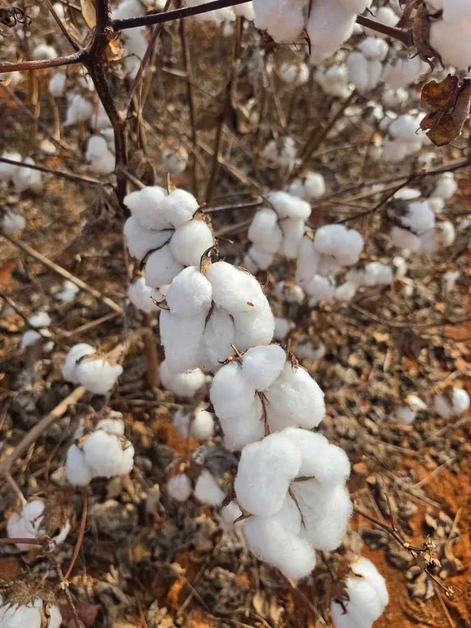 Ramo de algodoeiro visto de perto, com os capulhos abertos