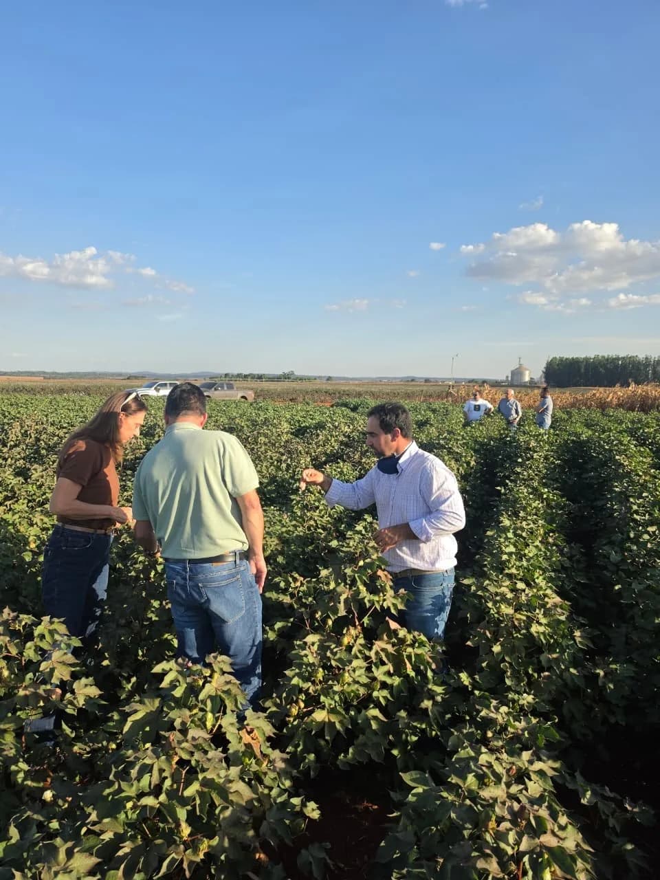 Participantes avaliam plantas em uma área experimental de algodão