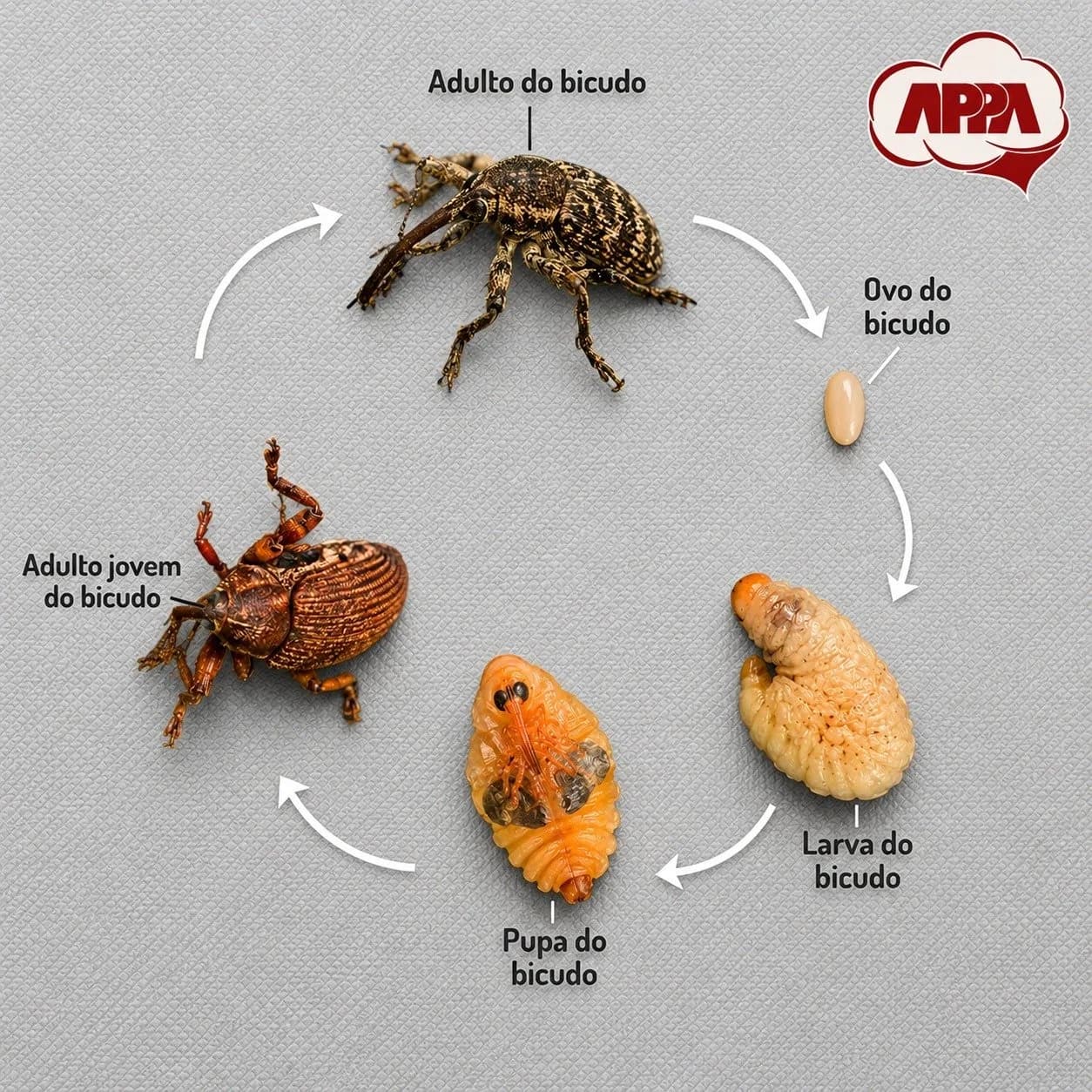 Infográfico do ciclo de vida do bicudo do algodoeiro: ovo, larva, pupa, adulto jovem e adulto